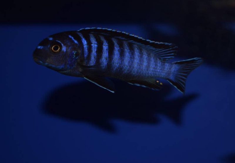 Tropheops kamtambo 'Chimwalani Reef'